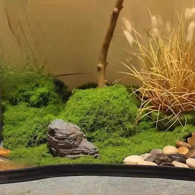 200g Eternal Life Moss DIY Cra - Bonsai Garden For Home recension och pris