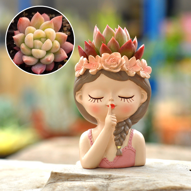 Fairy Succulent Flowerpot Desk - Bonsai Tree Zen Garden recension och pris