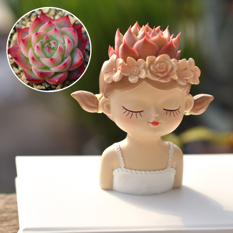 Fairy Succulent Flowerpot Desk - Bonsai Tree Zen Garden recension och pris